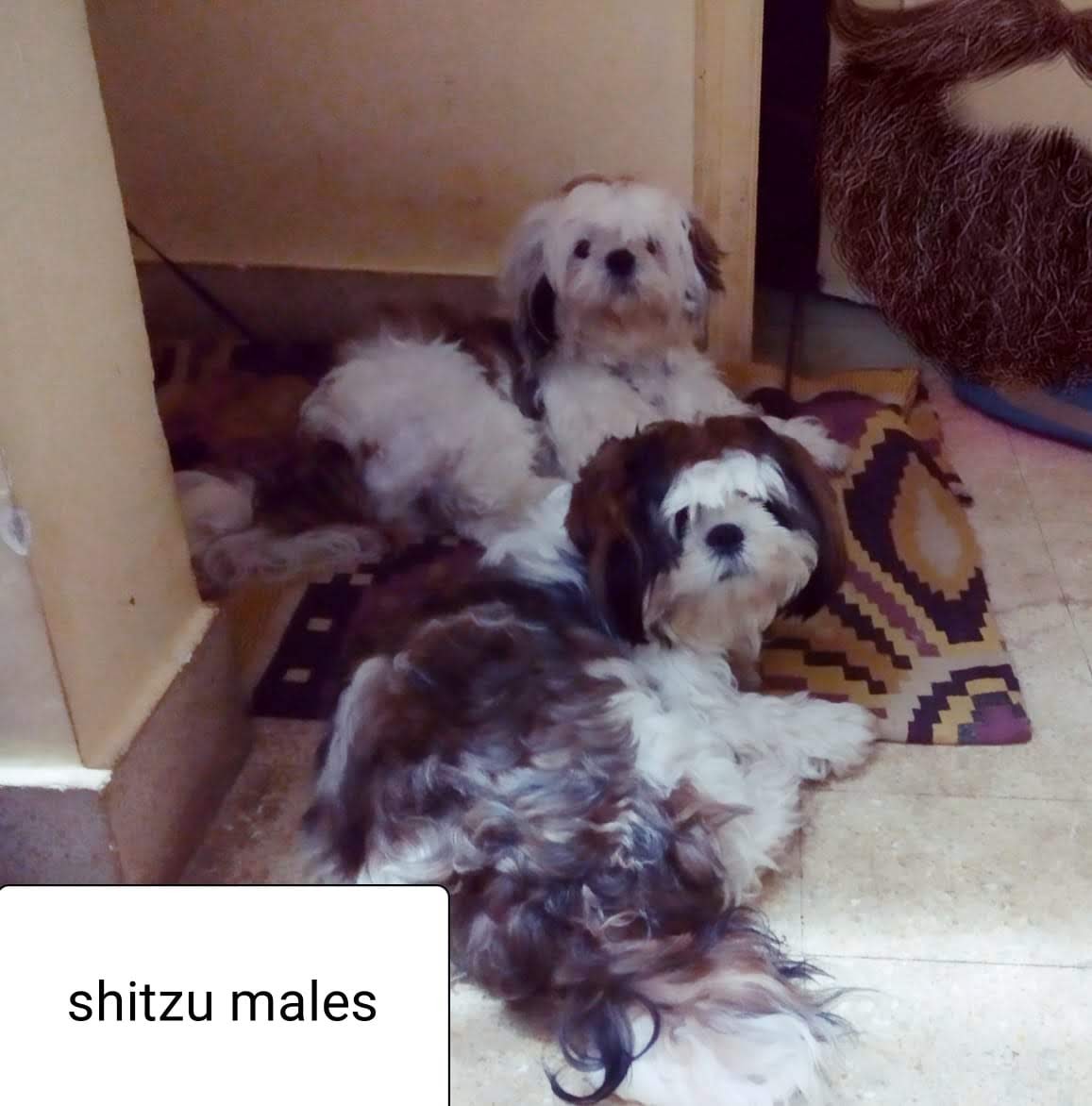 Image of shih tzu posted on 2022-01-28 13:10:23 from Banaswadi